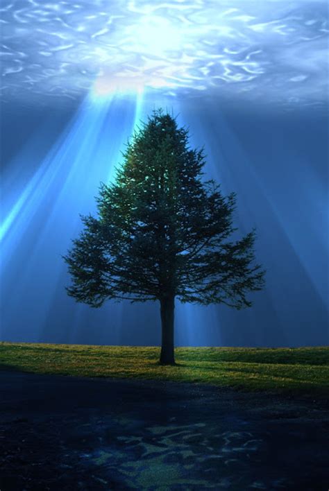We did not find results for: Randy J Paris Photography: UNDERWATER TREE