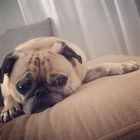 Help us by answering a short survey. Vibrant colors of laziness! #follow #pug #dog #pugs #dogs ...