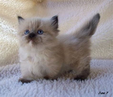 Maybe you would like to learn more about one of these? Himalayan Kittens For Sale In Michigan