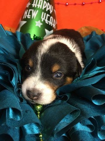 Written health guarantees and shipping available! Litter of 4 Cowboy Corgi puppies for sale in BEMIDJI, MN ...