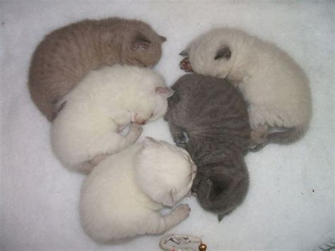 Scottish folds cats as pets: Scottish Fold cat price range. Scottish Fold kittens for ...