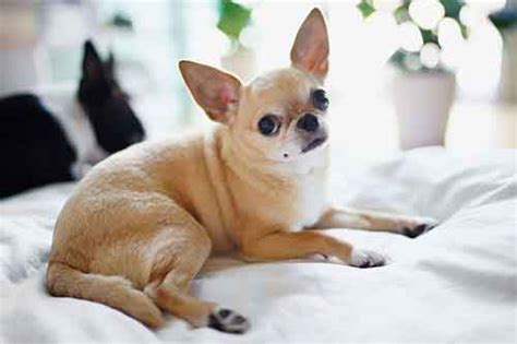 Cắt lợi hết bao nhiêu tiền? Giống chó Chihuahua - Giá chó Chihuahua tại Việt Nam là ...