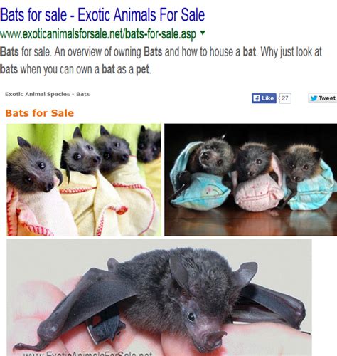 You can buy adopt me pets but its very exspensive!!! Pet Bats: Exotic Animals For Sale - BUYER BEWARE