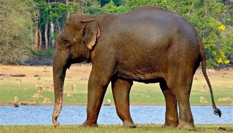 Elephant has a lot of meaning in african culture. हाथी के एक पूंछ के बाल की 500 से 3000 रुपये कीमत ...