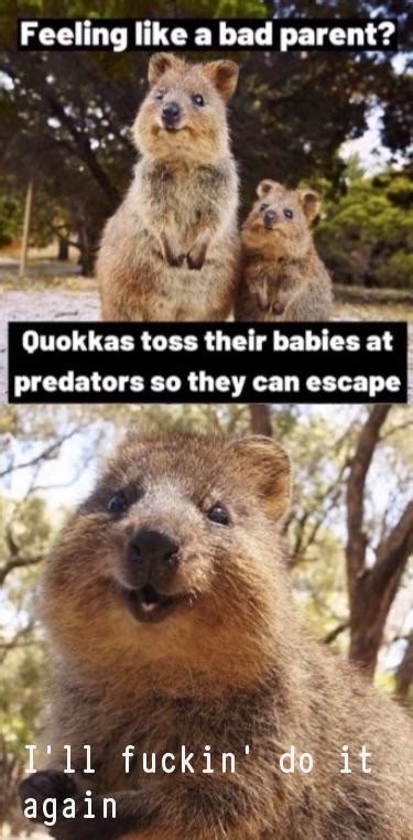 Discover the magic of the internet at imgur, a community powered entertainment destination. Quokka don't give a fuck : memes