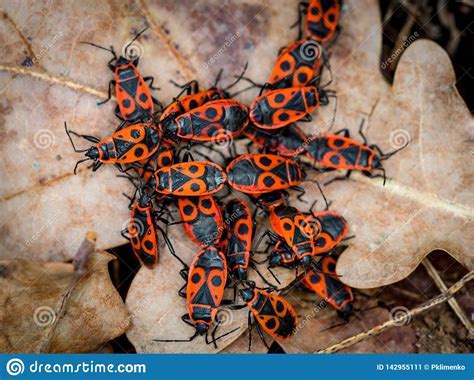 The medium to dark red and brown species are more resistant to decay. Group of red wood bugs stock image. Image of bask, beetles ...