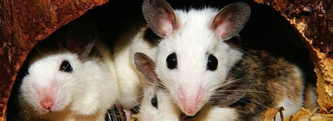 One of the easiest methods of pest control is soapy water. House Mouse - Southwest Florida Pests -Bon Voyage Pest ...