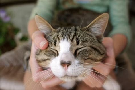 If you want to lower your in addition, the rumblings of a cat's purr will help you to heal everything from infections to broken even bone cancers, such as myeloma or osteosarcoma, are almost unheard of in cats. Why Do Cats Purr? The How & Why of Cat Purring