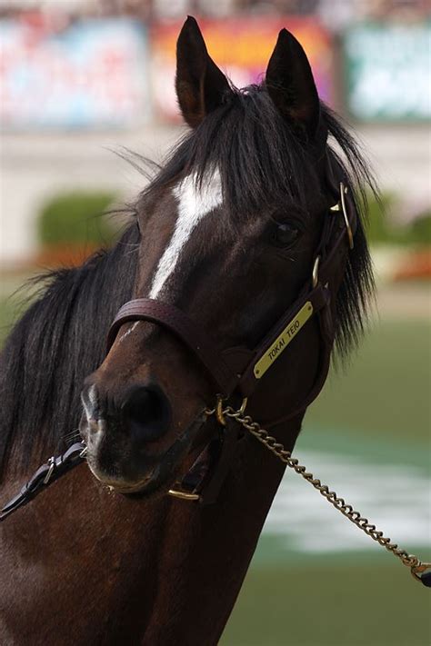 Jun 13, 2021 · 1: 「美しすぎる競走馬・・・スーパースターホース列伝 」tazzy ...