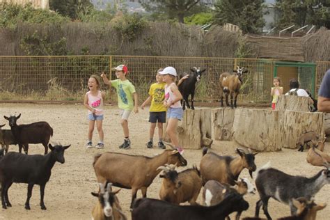 Además de los animales en libertad, se puede ver un aviario, animales domésticos, una gruta de cocodrilos. Safari Madrid, un trocito de África en Aldea del Fresno ...