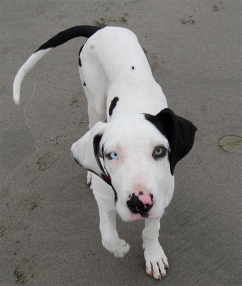 A harlequin great dane has a white base color coat with irregular shaped black patches evenly distributed across the body. One Blue Eye #greatdane | Dane dog, Great dane dogs