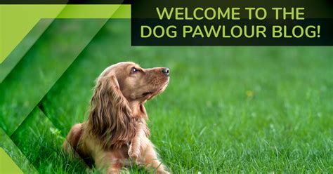 Only the best for your pups. Dog Grooming Fort Collins: Welcome to The Dog Pawlour Blog!