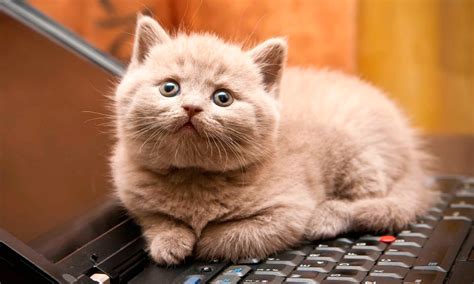 It demonstrates how to properly put on and take off an elizabethan collar (also known as a space collar, or cone) on a cat. Nombres de animales | Anipedia