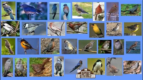 Centering on a handful of people as they navigate. North American Songbirds - The Kids' Picture Show (Fun ...