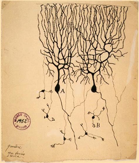 Im hypothalamus oder modifizierte neuronen im nebennierenmark, dienen direkt der sekretion von neurohormonen. Nervenzellen