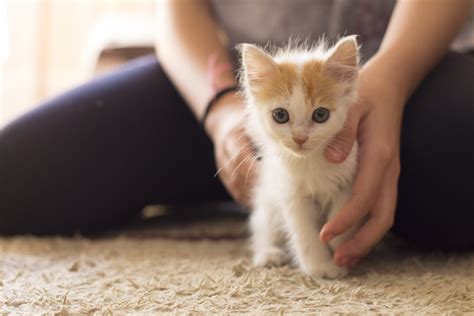 See more ideas about cats and kittens, kittens, cats. Your daily dose of cute: Kittens up for adoption now in ...