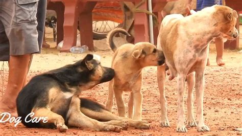 Newborn puppies require feeding every two to three hours. Dog Care/ Lovely Mother dog give milk to her puppy even he ...