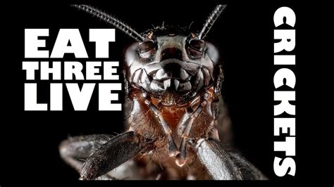 For example, the production of 1 kg of live animal weight of crickets requires as little as 1.7 kg of feed (collavo et al. EAT 3 LIVE CRICKETS - PAUL AND TOMMY - VIDEO BLOG - YouTube