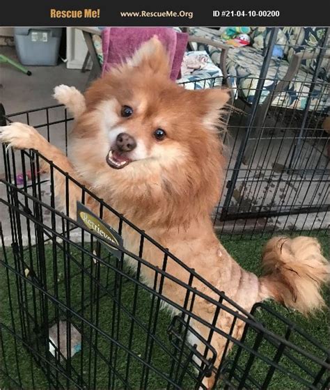 We love them both so. ADOPT 21041000200 ~ Pomeranian Rescue ~ Chandler, AZ