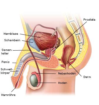 Auf grafiken werden oft nur die inneren weiblichen geschlechtsorgane gezeigt, nicht aber der bereich der vulva. Anatomie des Mannes - Gesundheitsportal