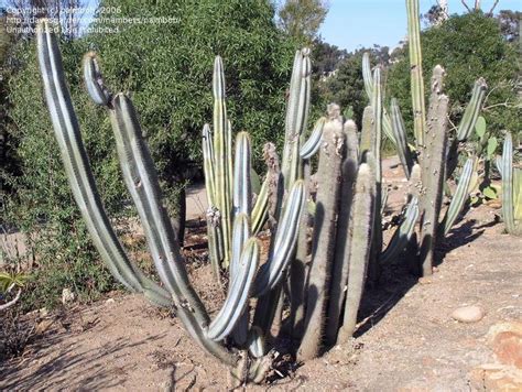 San jose announced as giants' class a affiliate. PlantFiles Pictures: Pilosocereus Species, Blue Columnar ...