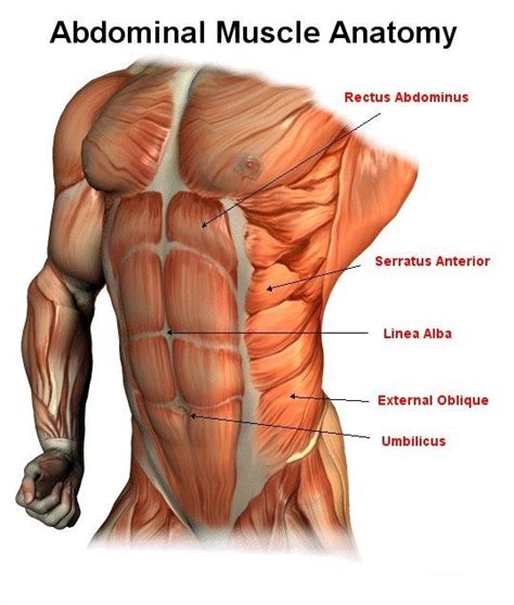 The secondary chest wall muscles correspond with the ventral shoulder and chest muscles. Male Abdominal Muscle Anatomy | Abdominal muscles anatomy ...