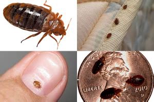 See more ideas about pests, pest control, bug repellent. Bed Bug Removal Akron OH - Kreshco Pest Control