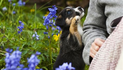 More often than not, you'll probably find your cavalier seeking out cuddles on their own. Why Do Dogs Like to Cuddle? - Puppy Leaks
