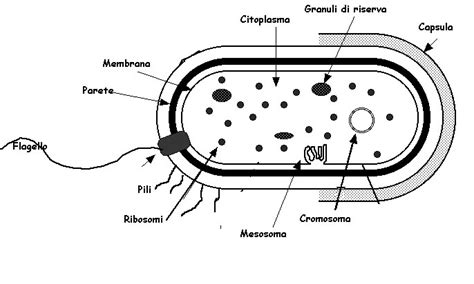 Il virus di reindirizzamento bing è un dirottatore di brows. Procarioti