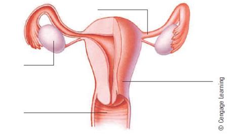 New eup parts female 1.3.0. Label the parts of the female reproductive system and list ...