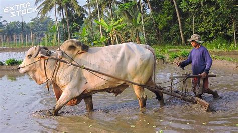 Kata traktor berasal dari bahasa latin trahere yang artinya menarik. Bajak Sawah Pakai Sapi! Petani Membajak Sawah Pakai Sapi ...