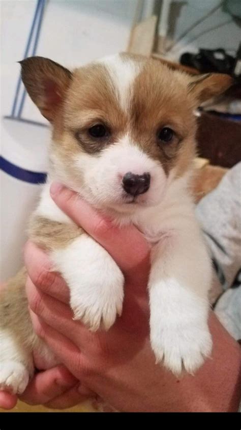 Crying is their main method of communication, so expect a lot of it at first while you learn to. My baby girl turned 5 weeks old today : corgi