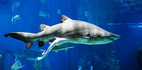 There are two sources scientists use to determine animals intelligence. Sharks can have bellybuttons - and other facts about their ...
