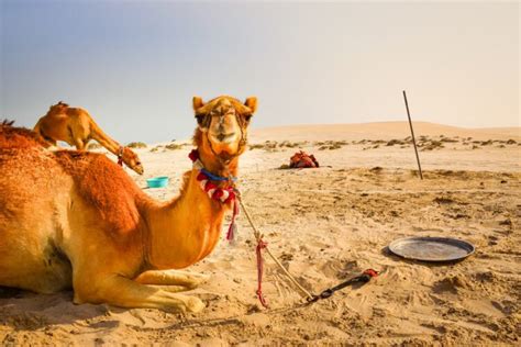 Giraffe drinking another giraffe's urine (pee drinking fountain). Camel Urine Cure Takes the Piss on COVID-19 - The Mideast ...