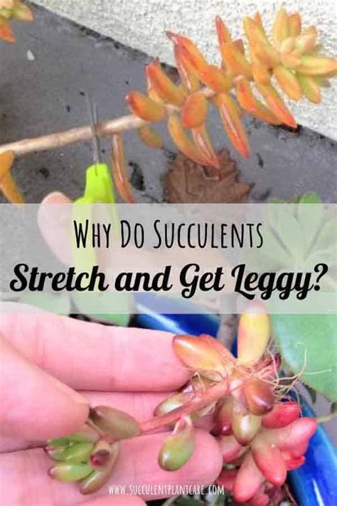 Succulents don't like to sit in waterlogged soil, so drainage is succulents don't need much fertilizer, but you can give them light feedings during the spring and. Succulents Stretching and Getting Leggy? Why and What To ...