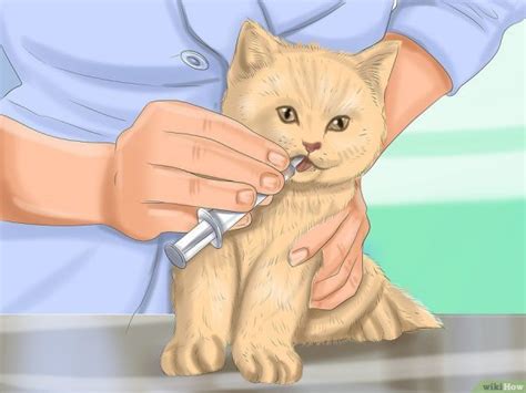 Merawat kucing yang demam sebenarnya bisa dilakukan di rumah asalkan sobat sebagai pemilik hewan peliharaan tahu betul apa saja yang dibutuhkan untuk proses bagaimana caranya untuk merawat kucing demam di rumah kita sendiri ? Cara Merawat Kucing Demam