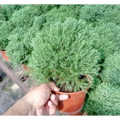 Pokok hiasan dalam rumah memang cantik, tapi kena pandai pilih jenis dan ada cara menjaganya. Anak Pokok Rhu Bulat Cantik Round Pine Tree Live Plants ...