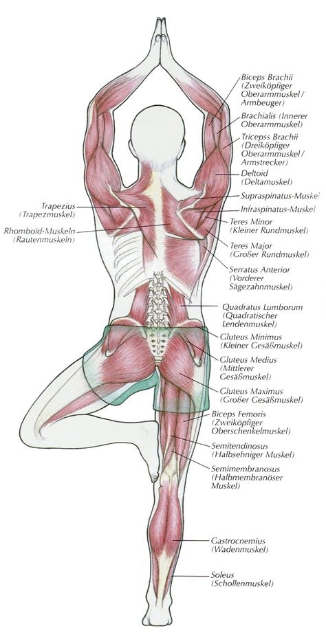 The fibers of this muscle attach to the lower eight ribs and spiral downward and medially to attach to the hip bone. 5 Tips for Building Muscle! | Yoga muscles, Yoga anatomy ...