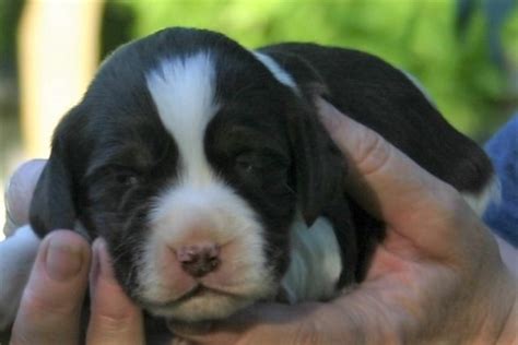 Visit us now to find the right welsh springer spaniel for you. English Springer Spaniel puppy dog for sale in Rockford, Michigan