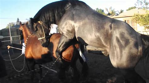 Horses mating up close and hard for a long time 2015 |funny animals mating up close new 2016. maxresdefault.jpg