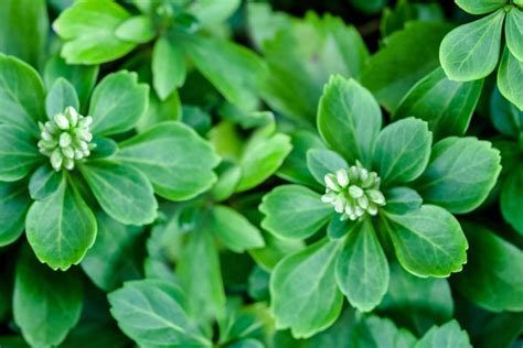 To learn how, please read the editing guide. Japanese Pachysandra: Useful "Spurge" Ground Cover