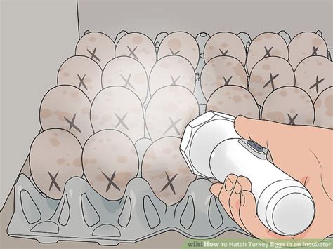 I usually set my chicken eggs exactly a week later so they hatch together. How to Hatch Turkey Eggs in an Incubator: 12 Steps (with ...
