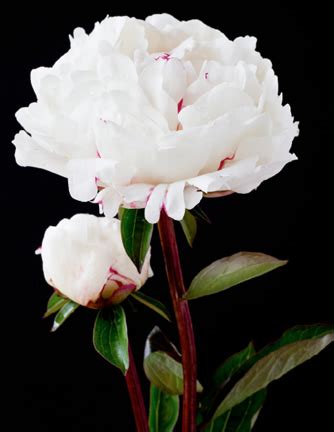 Please come visit us and check out this peony at the peony showgarden holland. Peony Rose Variety: Boule de Neige