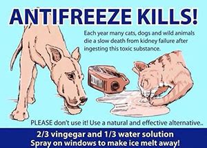 Sadly, antifreeze is hugely toxic to cats, and every year cats across britain are seriously ill or die from antifreeze poisoning. Top 20 Reasons to Keep Cats Indoors