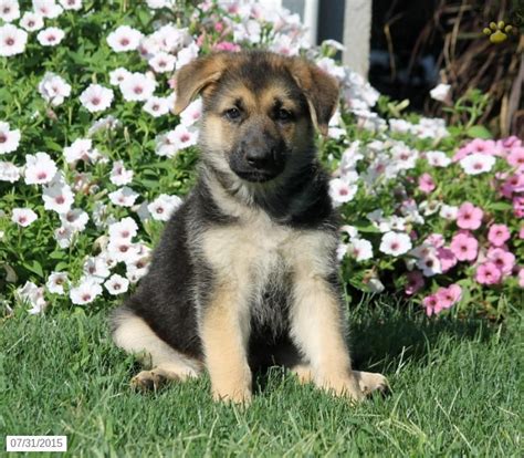 German shepherds are dogkind's finest herding and guardian dogs. German Shepherd Puppy for Sale in Pennsylvania | Puppies ...