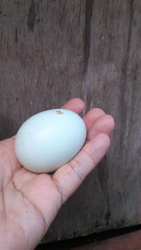 Namun di india, kini ada telur ayam yang bagian tengahnya berwarna hijau pekat. Penjelasan Telur Ayam Berwarna Hijau | KASKUS