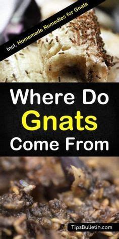 Wear a hat and clothes to cover areas open to gnats. 3 + Excellent Remedies to Keep Gnats from Your Home ...