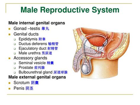 (2) accessory ducts that store and septa (partitions) of connective tissue radiate into the testis from its posterior surface, dividing the testis into internal subdivisions called lobules. PPT - The Reproductive System 生殖系统 PowerPoint Presentation ...