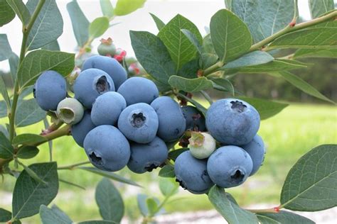 Yaban mersininin faydaları en fazla besin olarak tüketildiğinde görülüyor. Yaban Mersini Faydaları Nelerdir? Vitamin ve Lif Kaynağı ...