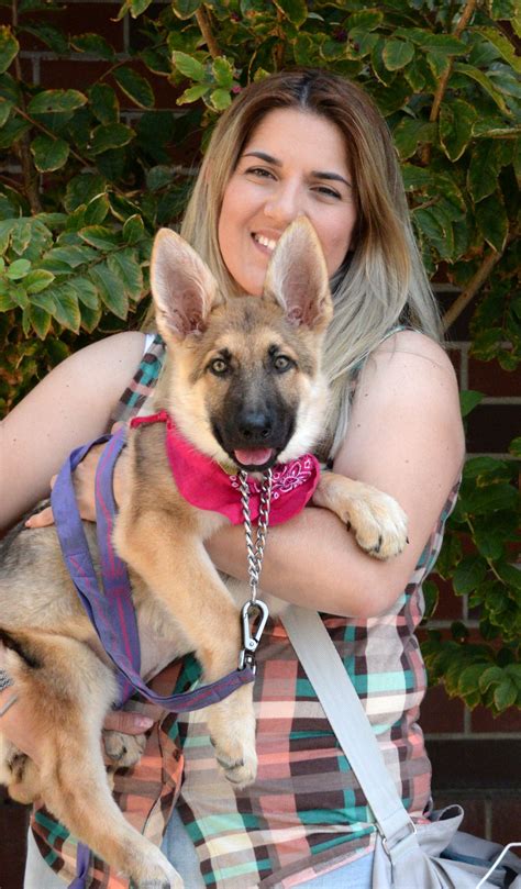 Purebred puppies are on sale here and available in a variety of color. Pin on German Shepherd Dogs of German Shepherd Rescue of ...